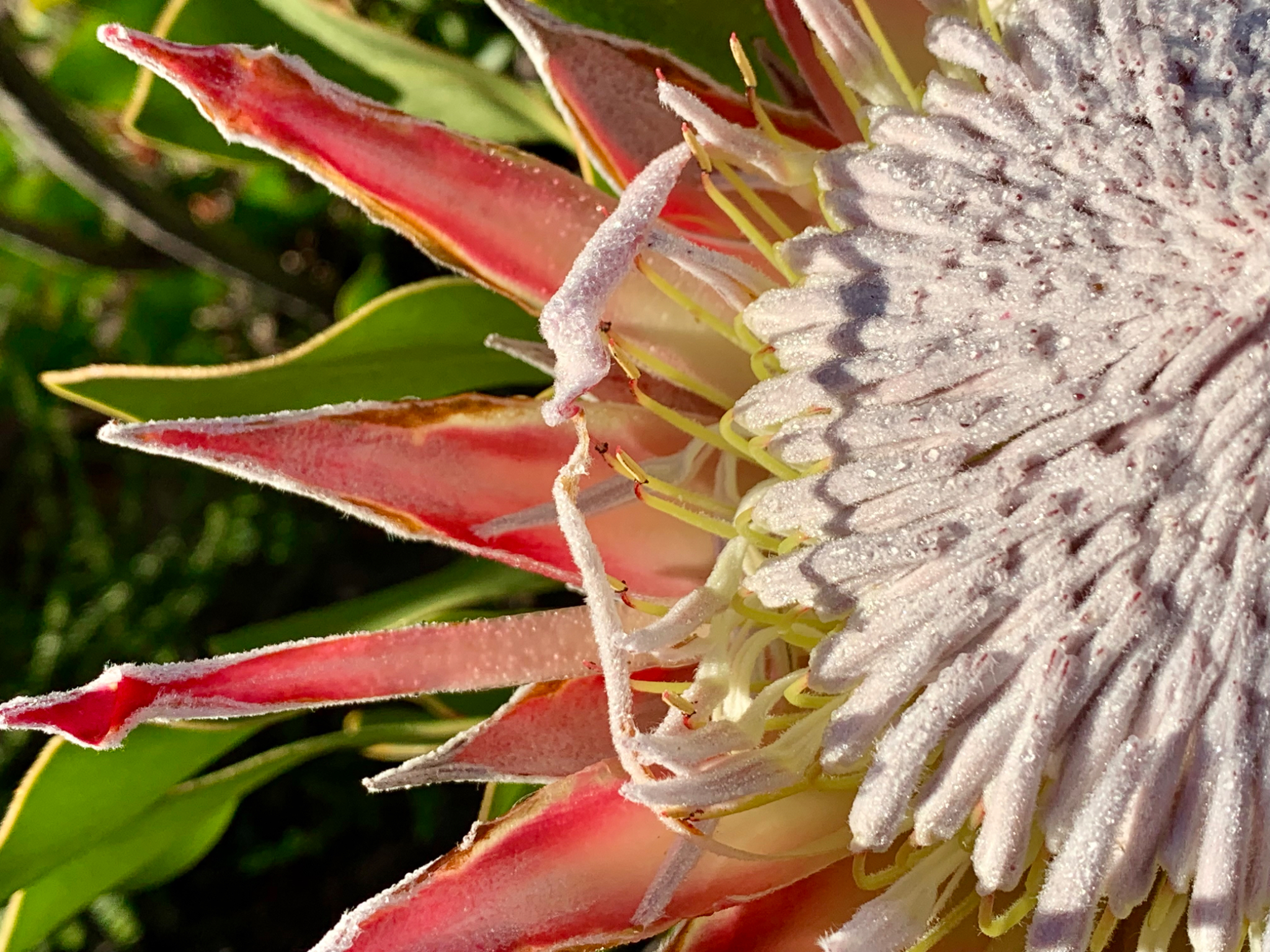 King Proteus closeup